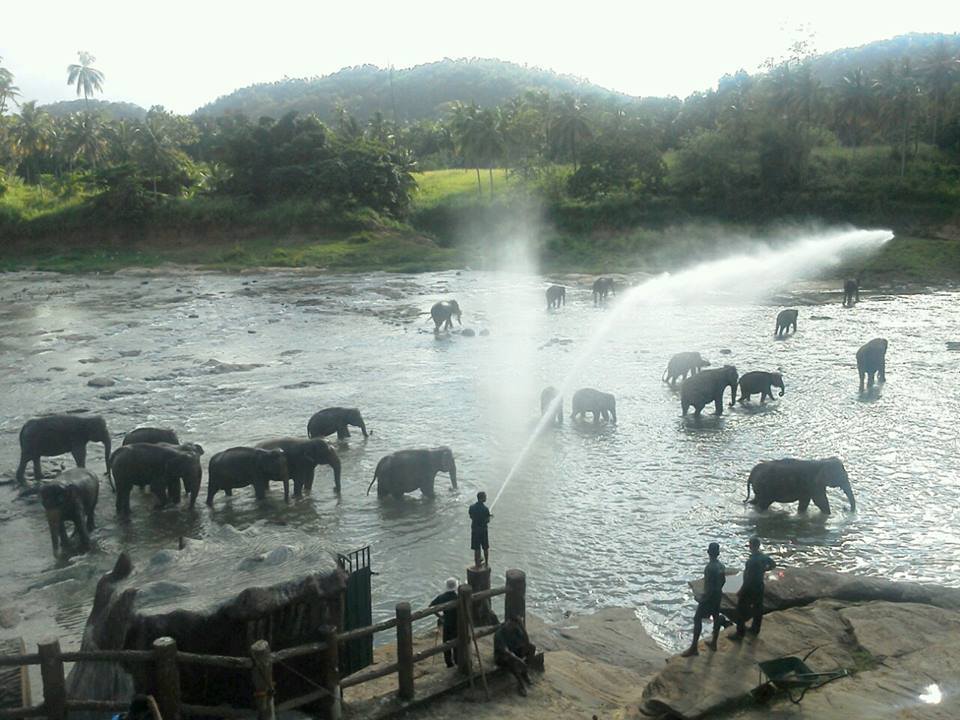 ピンナワラ・象の孤児院