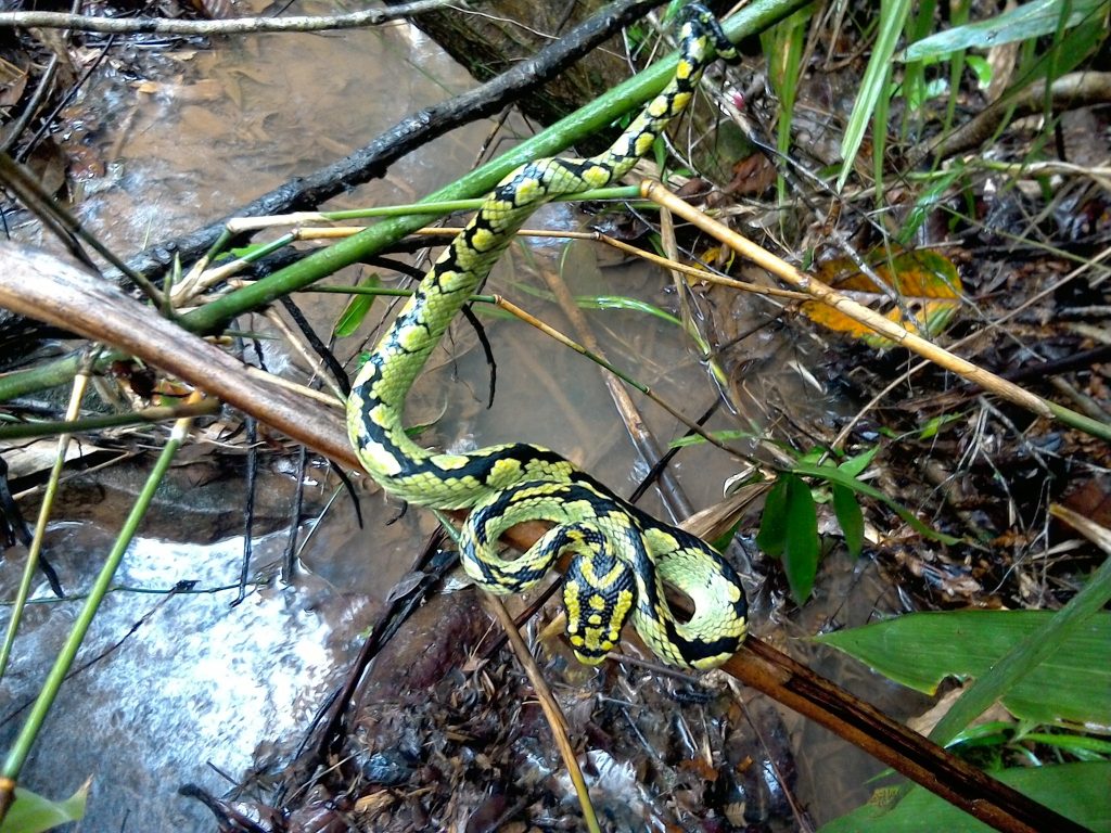シンハラジャ森林保護区
