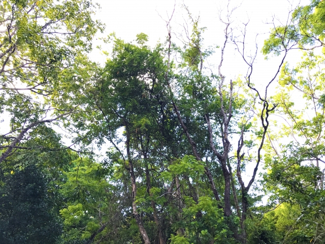 シンハラジャ森林保護区