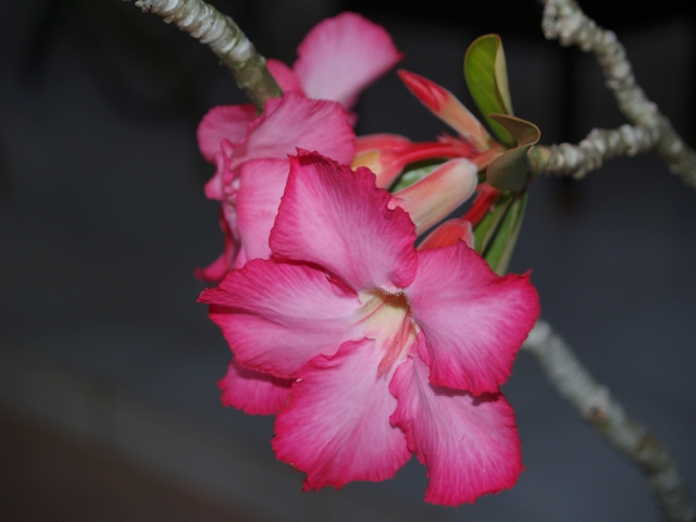 シンハラジャ森林保護区